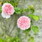 Charming 1 Bed Georgian In Kildare
