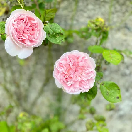 Charming 1 Bed Georgian In Kildare