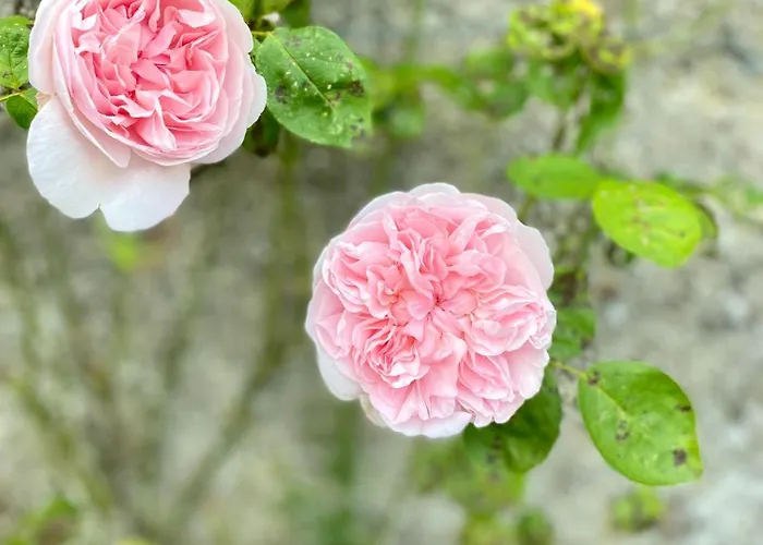 Charming 1 Bed Georgian In Kildare